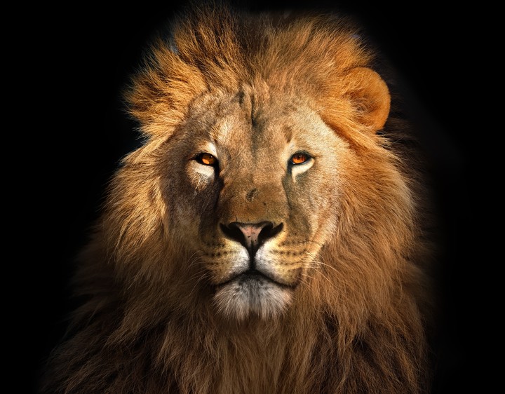 Esta Luna nueva en Leo "es ideal para animarnos a ser más auténticos”, afirma Uez. Foto ilustración: Shutterstock.