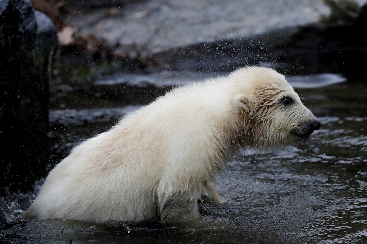 Una cría de oso polar (AP).