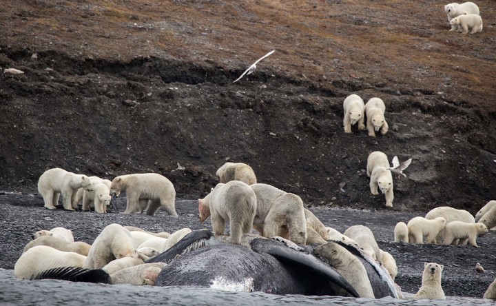 Una colonia de osos polares en Islandia despiezan el cuerpo de una ballena arrastrada por las olas (AFP).