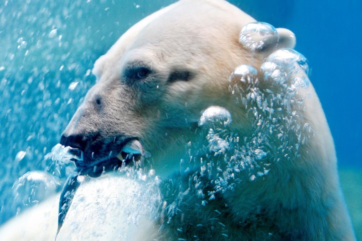 Un oso polar cazando un pez bajo el agua (AP).