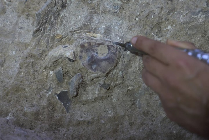 El cráneo de uno de los humanos primitivos está emergiendo lentamente del sedimento rocoso (AP).