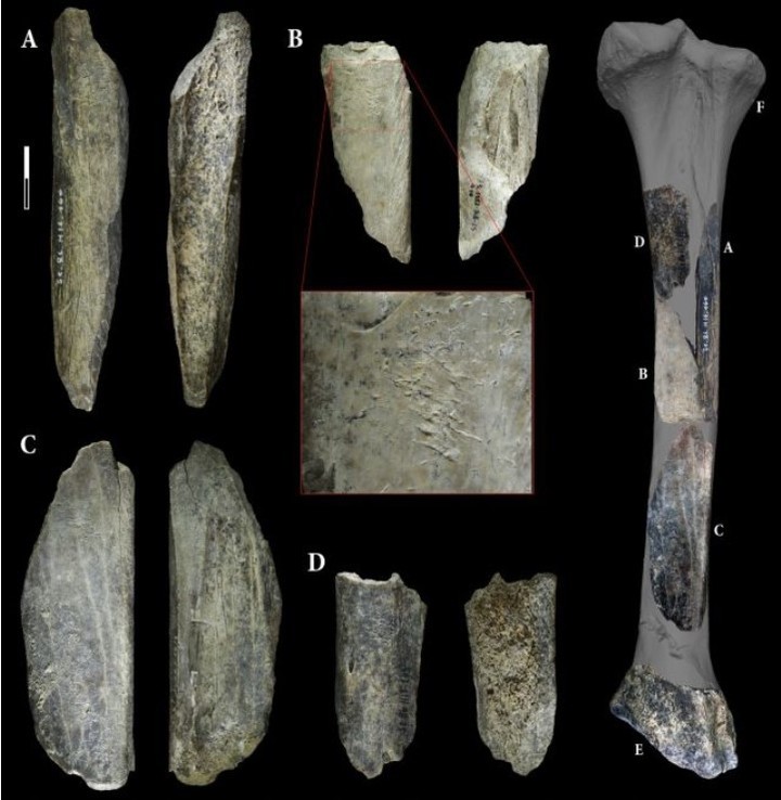 Las cuatro herramientas de hueso halladas en la cueva de Scladina. La herramienta B se amplía para mostrar las cicatrices típicas del tallado de piedra o "retoque" (Abrams et al., Sci. Rep., 2025).