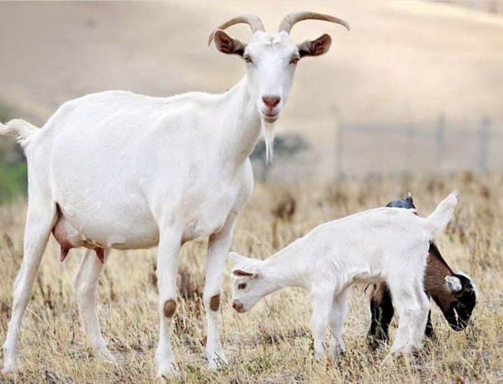 Las cabras tienen una proteína particular llamada A2, más digerible y más parecida a la leche materna.