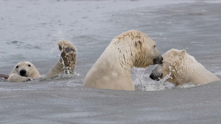 Un cachorro de oso polar durante un momento tierno entre su madre y un hermano en el norte de Alaska (Cheryl Strahl /comedywildlifephoto).