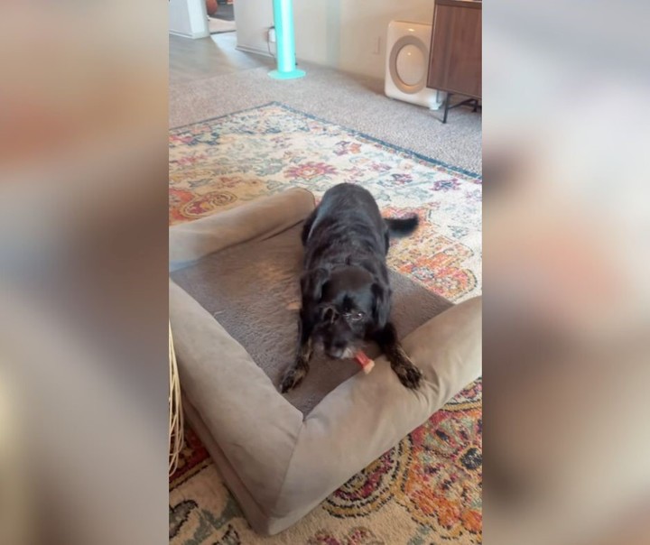 El perro, de vuelta en su casa junto a Taylor. Foto: captura de video/Instagram @austineater.