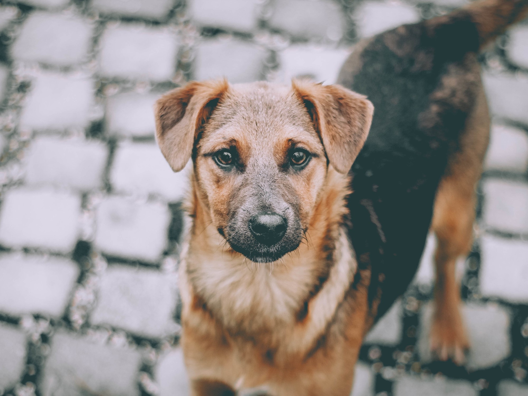 Las vacas y los perros no sobrevivirían mucho tiempo solos. Foto: Freepik.