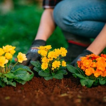 5 combinaciones de flores y colores para diseñar un jardín de revista