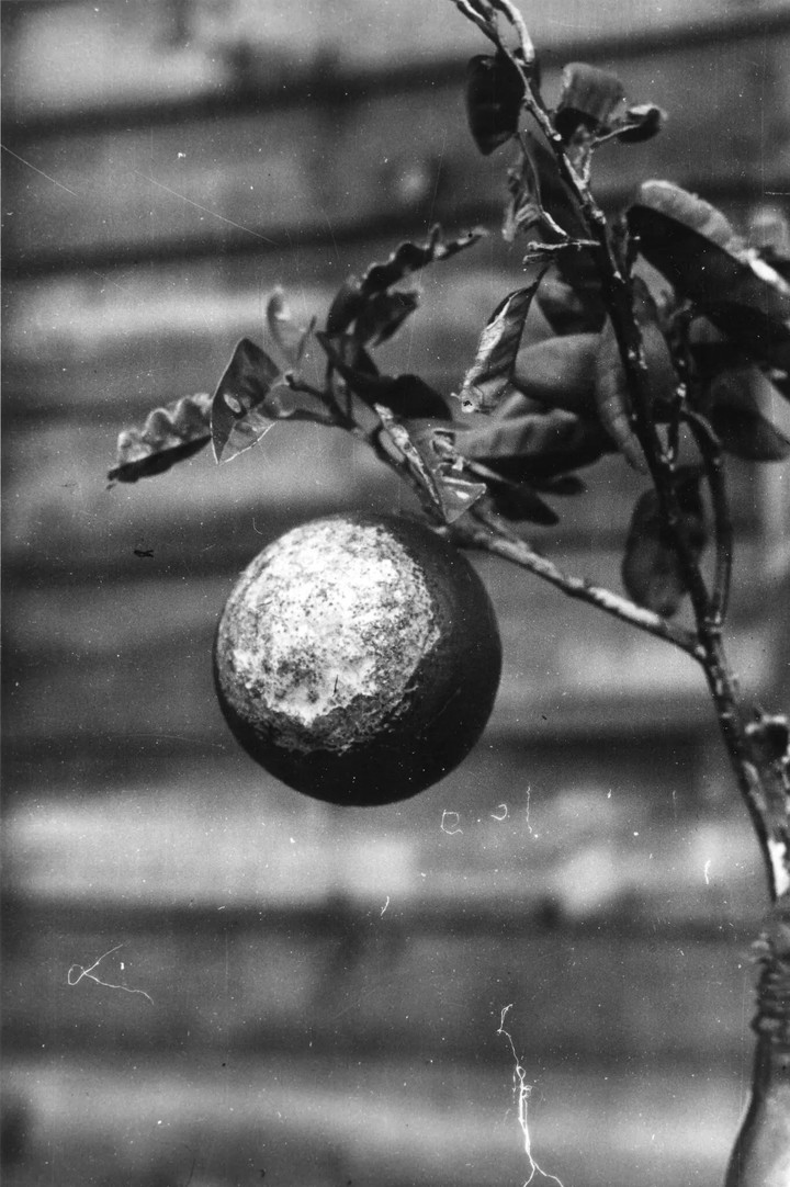 Una naranja quemada en el lado que quedó expuesto a la explosión nuclear. Foto Shunkichi Kikuchi, cortesía de Harumi Tago.