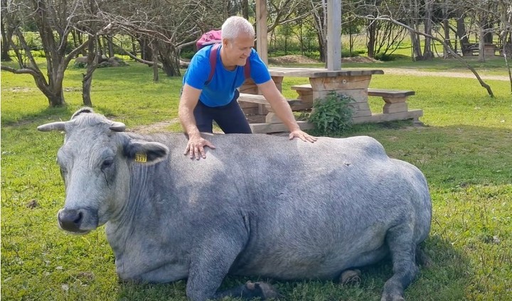 Hoy hay 2.000 vacas azules (Captura de video).