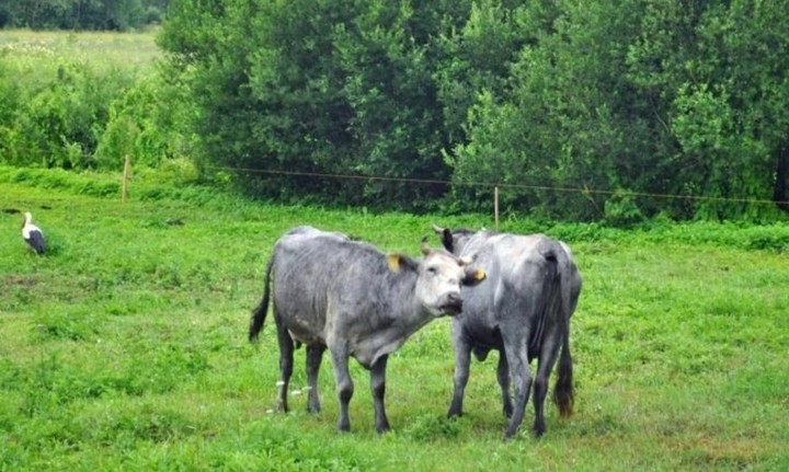 Son capaces de alimentarse con ramas de arbustos y hierbas de las dunas, no comestibles para las vacas de otros colores.