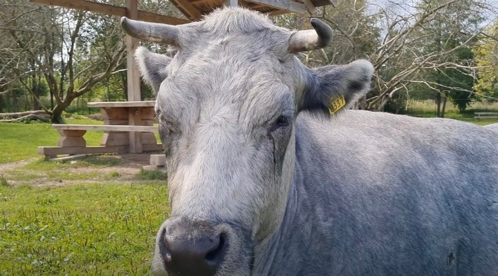 Si alguna cría de cualquier color pierde a su madre, la vaca azul toma a esa cría como suya.