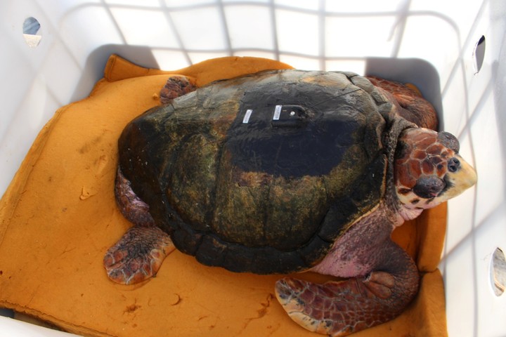 El tortugo Jorge en el ex acuario Municipal de Ciudad de Mendoza. Sigue con su viaje pero hace días que no se reciben seañes. Foto: José Gutierrez / Los Andes