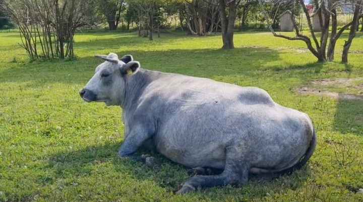 En el 2000 quedaban apenas 18 (Captura de video).