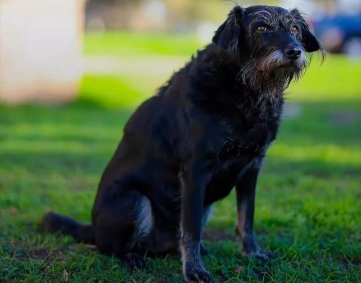 Una imagen de Noodles, una cruza de terrier ruso negro de ocho años de edad. Foto: Instagram @austineater.