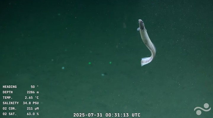 Un pez misterioso con forma de anguila